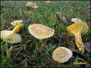 Šťavnatka modřínová - Hygrophorus lucorum