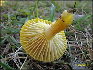 Šťavnatka modřínová - Hygrophorus lucorum