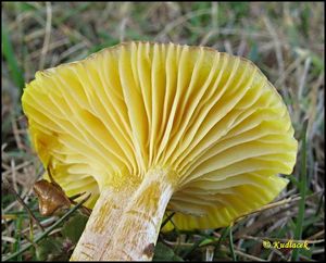 Šťavnatka modřínová - Hygrophorus lucorum