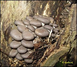 Hlíva ústřičná - Pleurotus ostreatus