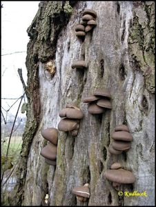 Hlíva ústřičná - Pleurotus ostreatus