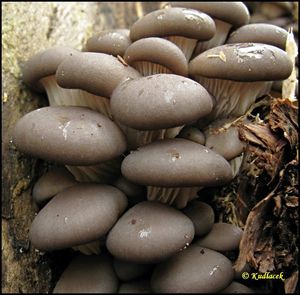 Hlíva ústřičná - Pleurotus ostreatus (Jacq.) P. Kumm. 1871