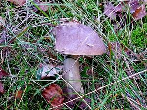 Klikni pro velký obrázek