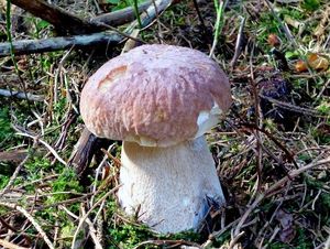 Klikni pro velký obrázek