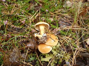 Klikni pro velký obrázek