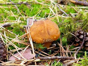 Klikni pro velký obrázek