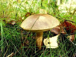 Klikni pro velký obrázek