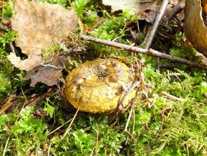 Klikni pro velký obrázek