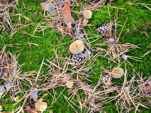 Klikni pro velký obrázek