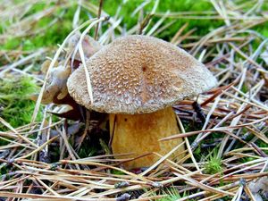 Klikni pro velký obrázek