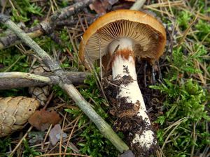 Klikni pro velký obrázek