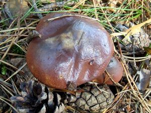 Klikni pro velký obrázek