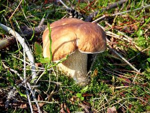 Klikni pro velký obrázek