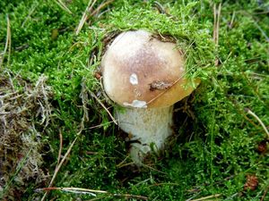 Klikni pro velký obrázek