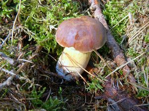 Klikni pro velký obrázek