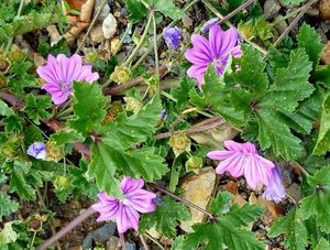 Sléz lesní (Malva sylvestris)