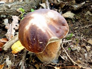 Hřib dubový - Boletus reticulatus Schaeff. 1774