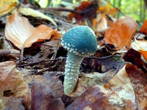 Límcovka měděnková - Stropharia aeruginosa (Curtis) Quél. 1872