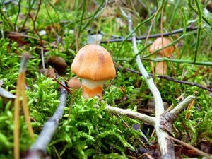 Pavučinec náramkovitý - Cortinarius armillatus (Fr.) Fr. 1838