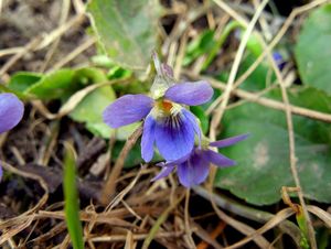 Violka vonná  (Viola odorata)