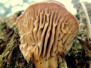 Síťkovec dubový - Daedalea quercina  (L.) Pers. 1801