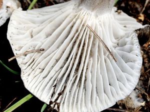 Šťavnatka březnovka - Hygrophprus marzuolus