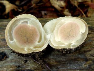 Květnatec Archerův - Clathrus archeri (Berk.) Dring 1980