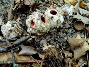 Květnatec Archerův - Clathrus archeri (Berk.) Dring 1980