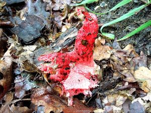 Květnatec Archerův - Clathrus archeri (Berk.) Dring 1980