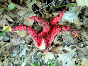 Květnatec Archerův - Clathrus archeri (Berk.) Dring 1980