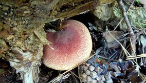 Klikni pro velký obrázek