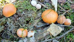 Klikni pro velký obrázek