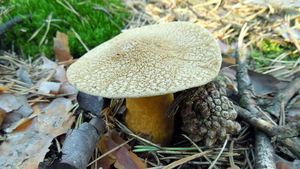 Klikni pro velký obrázek