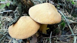 Klikni pro velký obrázek