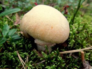 Klikni pro velký obrázek