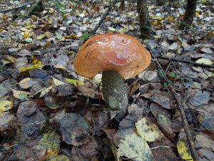 Klikni pro velký obrázek