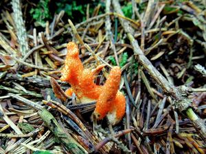 Housenice červená - Cordyceps militaris (L.) Link