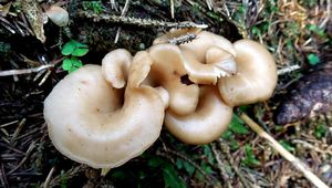 Klikni pro velký obrázek