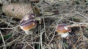 Klikni pro velký obrázek