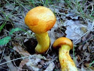 Klikni pro velký obrázek