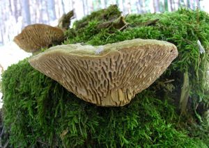 Síťkovec dubový - Daedalea quercina  (L.) Pers. 1801