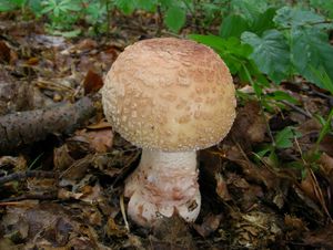 Muchomůrka růžovka - Amanita rubescens Pers. 1797