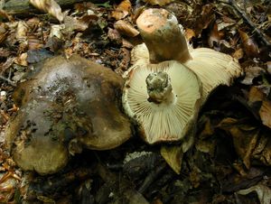 Holubinka černající - Russula nigricans Fr. 1838