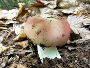 Holubinka mandlová - Russula vesca