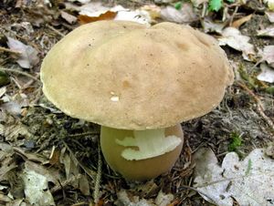 Klikni pro velký obrázek