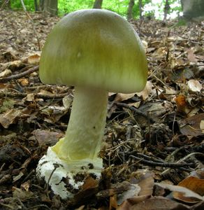 Klikni pro velký obrázek