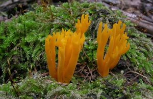 Krásnorůžek lepkavý - Calocera viscosa