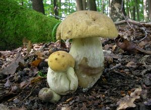 Kozák dubový - Leccinellum crocipodium (Letell.) Della Maggiora & Trassinelli 2014
