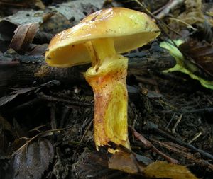 Klikni pro velký obrázek