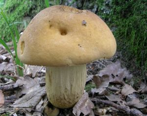 Kozák dubový - Leccinellum crocipodium (Letell.) Della Maggiora & Trassinelli 2014